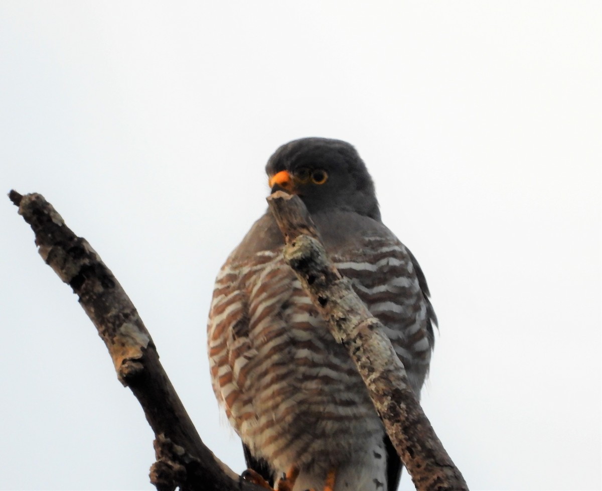 Roadside Hawk - ML594087171