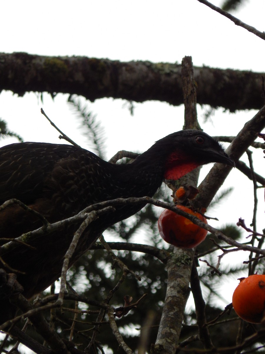 Dusky-legged Guan - Helena Ody