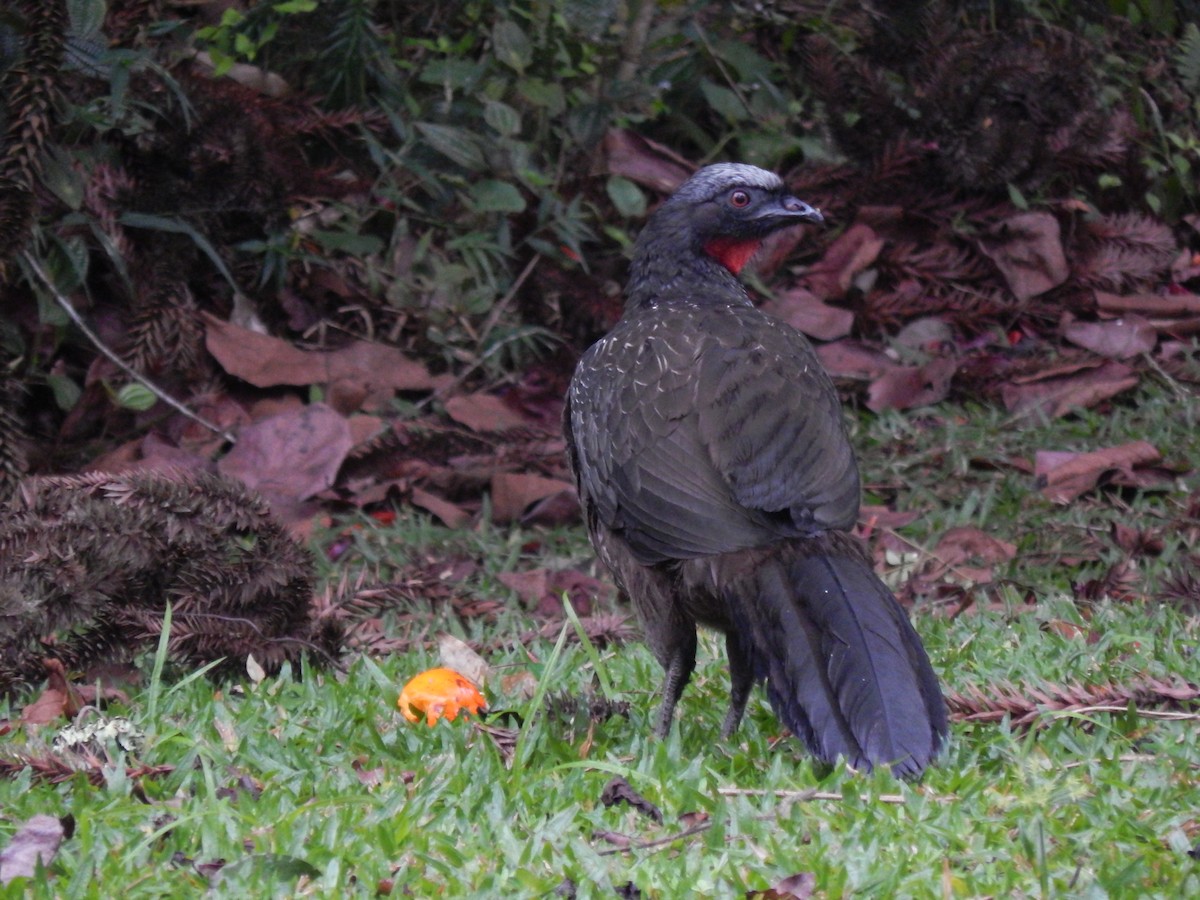 Dusky-legged Guan - ML594088181