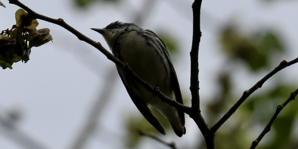 Paruline azurée - ML594088511