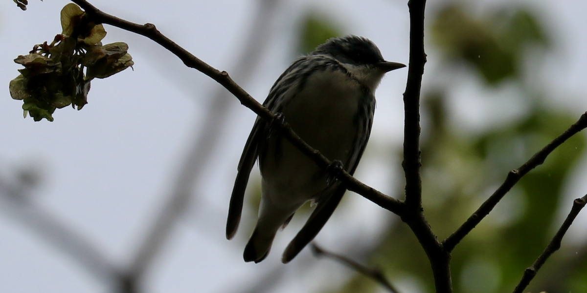 Cerulean Warbler - ML594088521