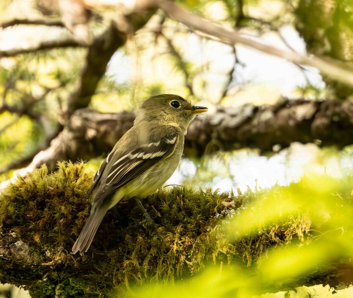 Moucherolle à ventre jaune - ML594088531