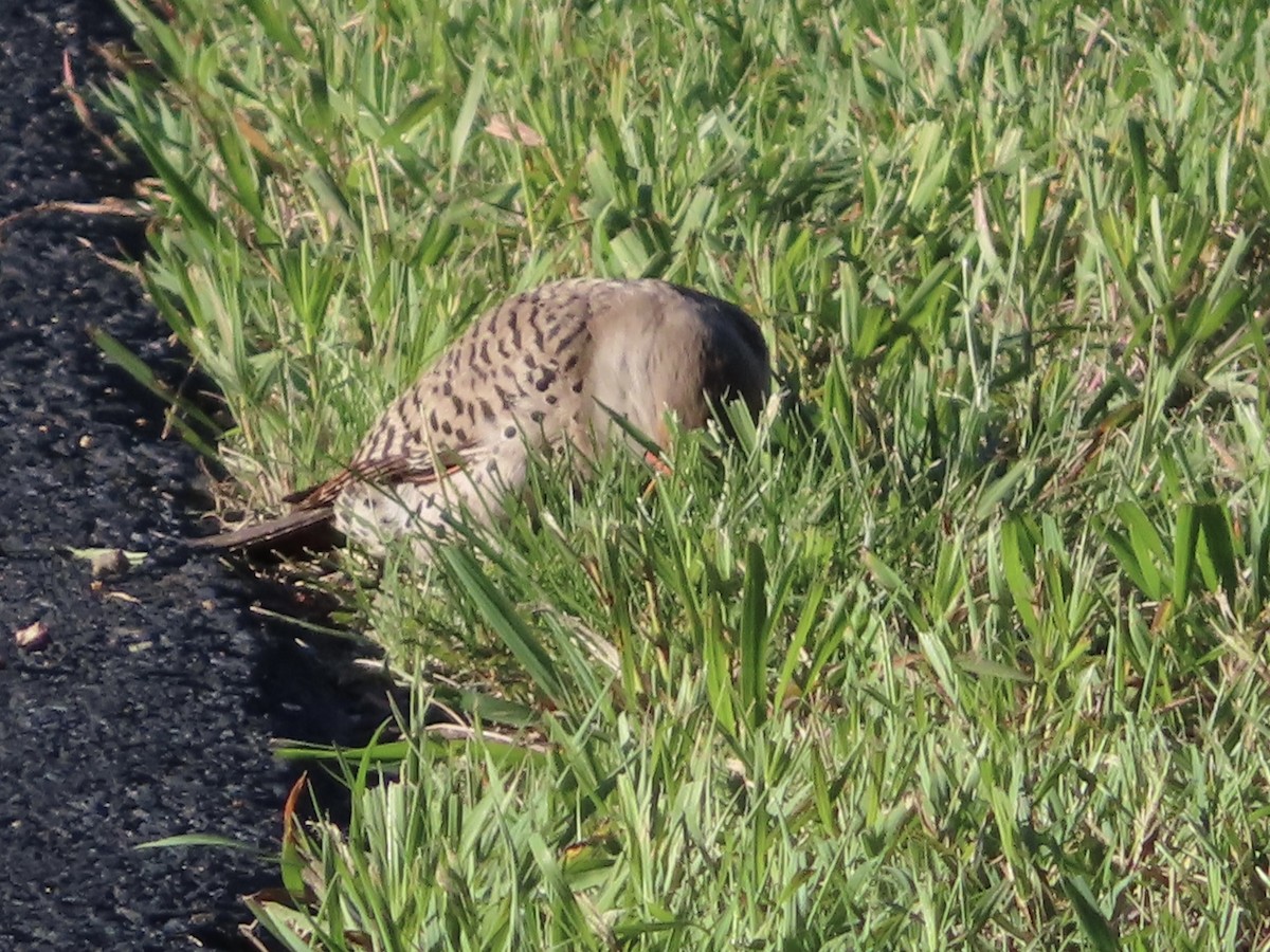 Northern Flicker - ML594088621