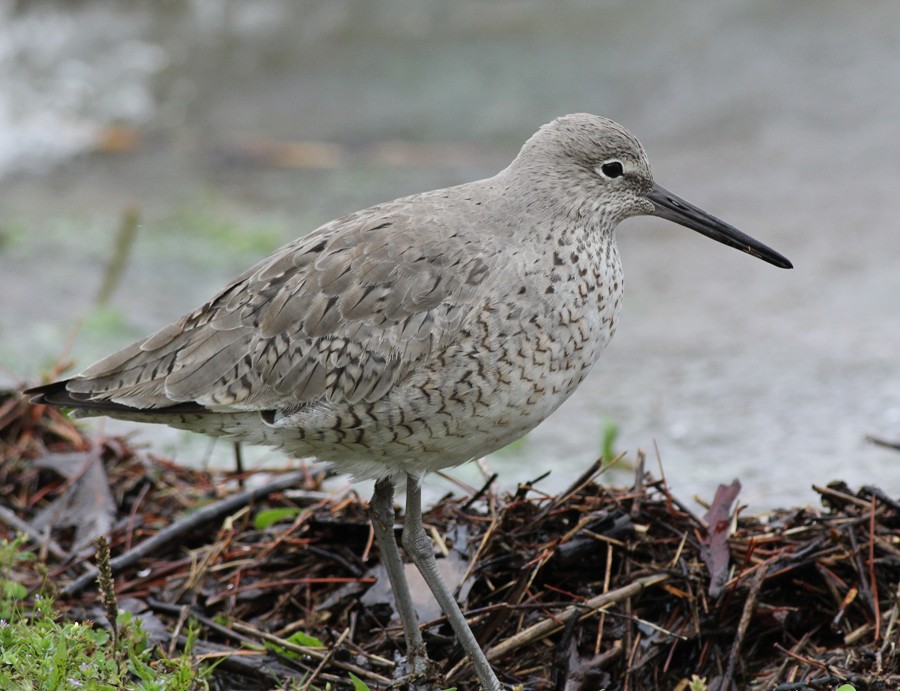 Willet - ML59408951