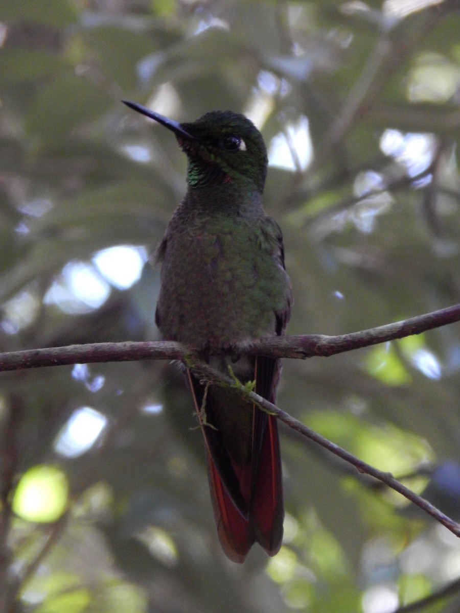 kolibřík brazilský - ML594089551