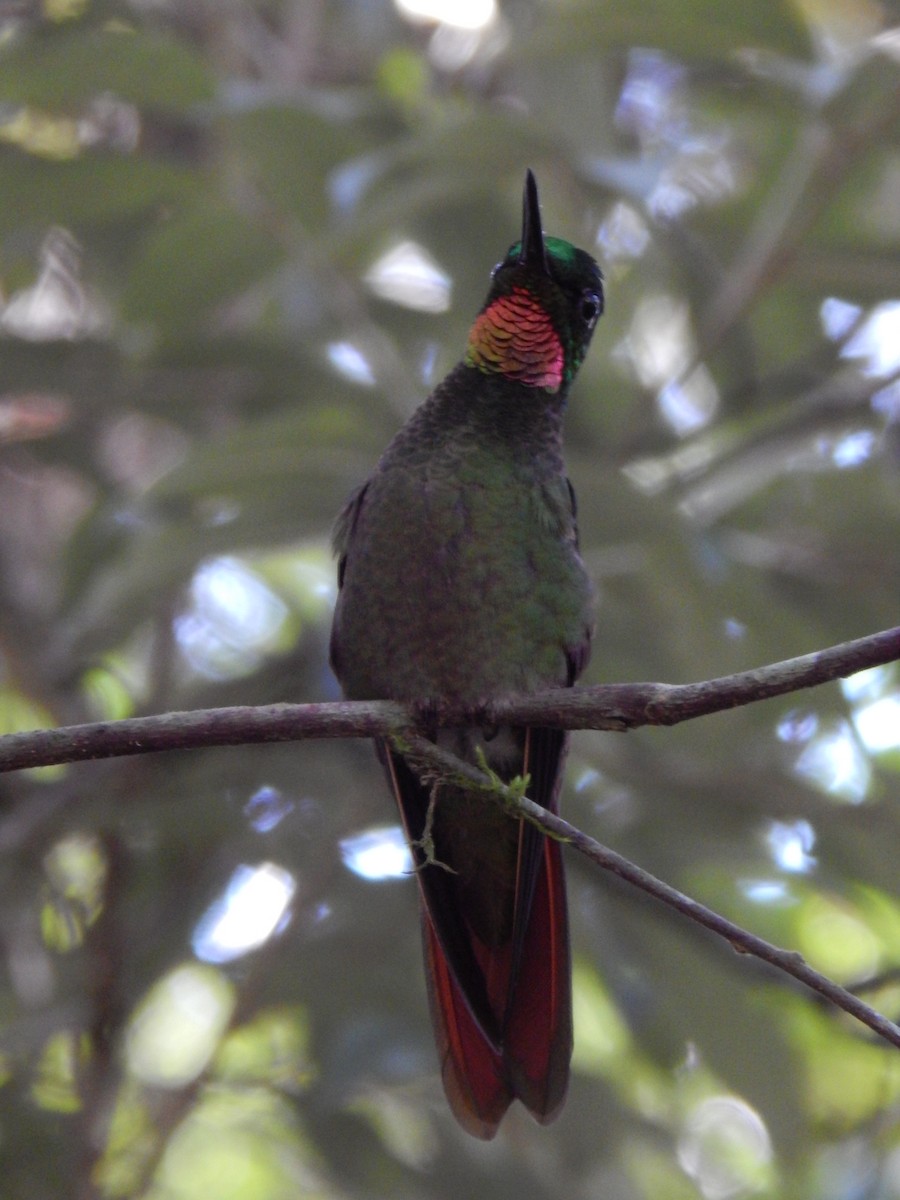 kolibřík brazilský - ML594089561
