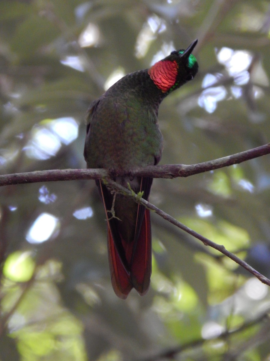 kolibřík brazilský - ML594089571