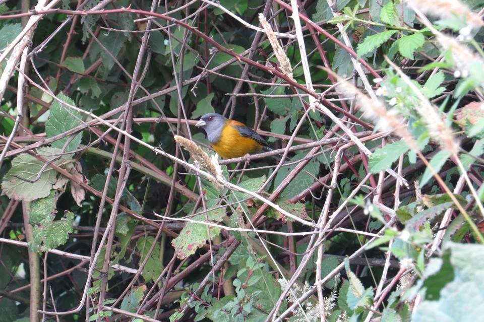 Patagonian Sierra Finch - ML59409061