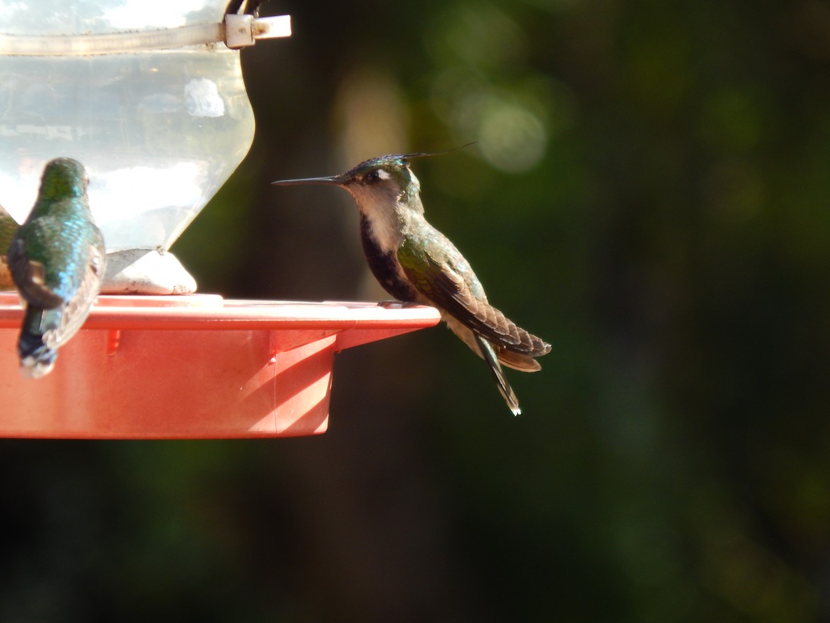 kolibřík paraguayský - ML594090711