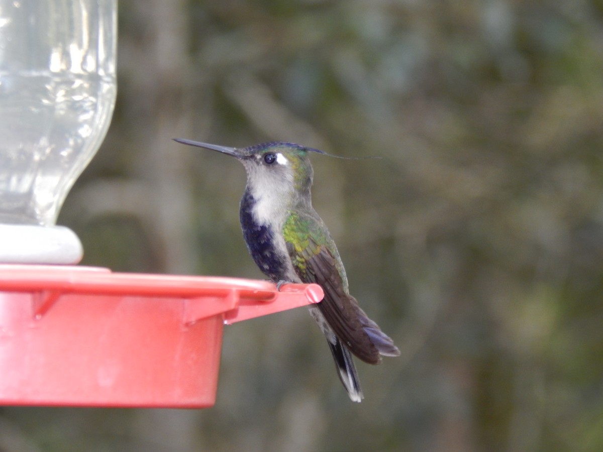 kolibřík paraguayský - ML594090721
