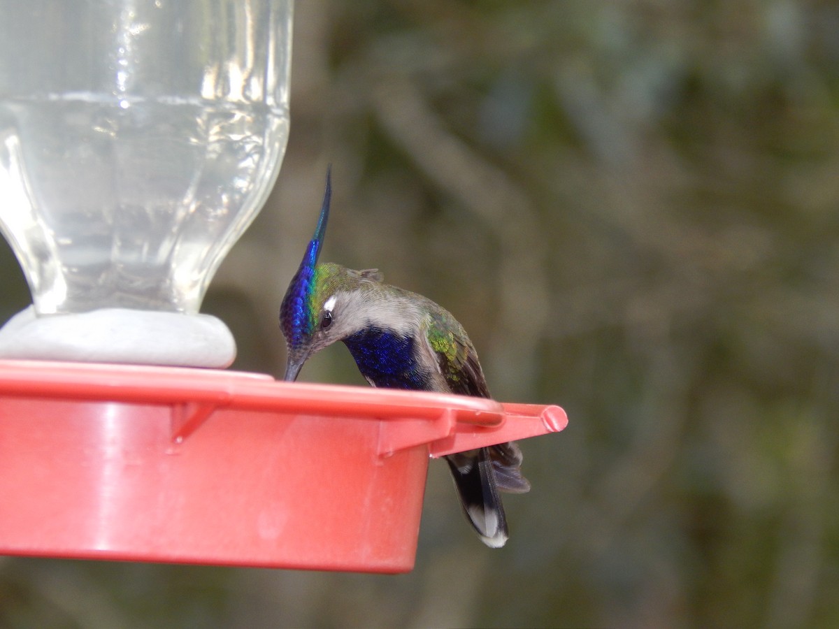 kolibřík paraguayský - ML594090731
