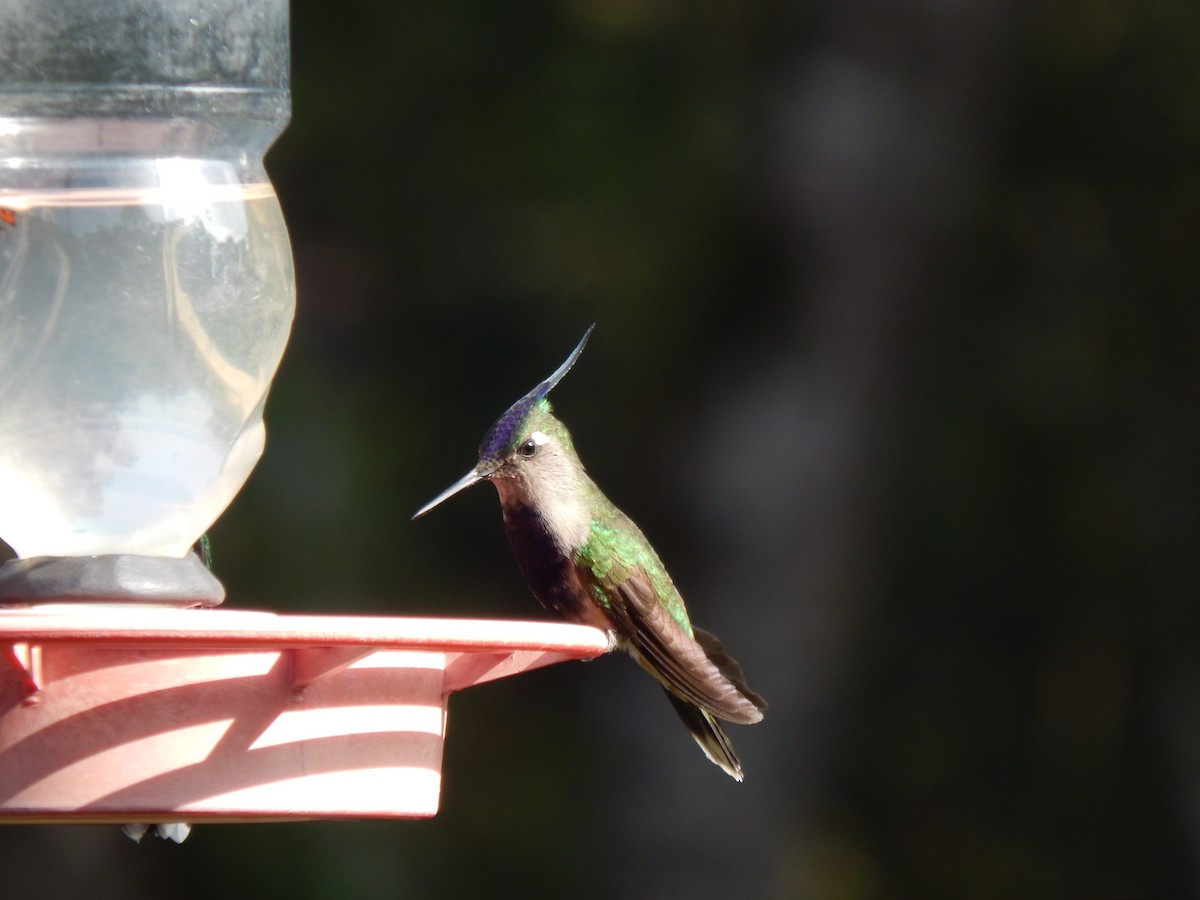 Colibri à huppe bleue - ML594090751