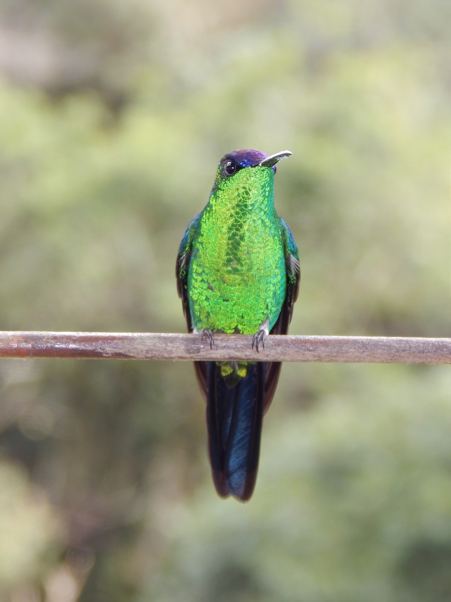 Violet-capped Woodnymph - ML594091131