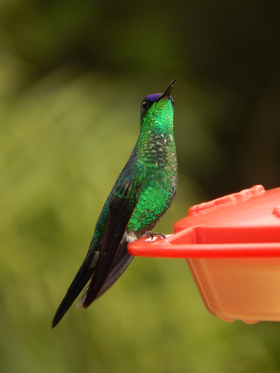 Violet-capped Woodnymph - ML594091141