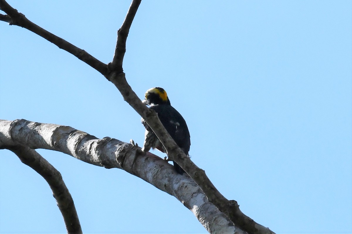 Yellow-tufted Woodpecker - ML594091421