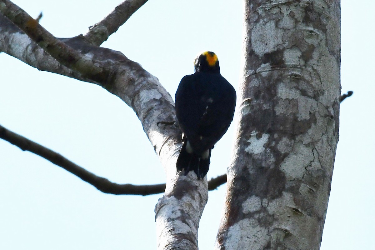 Yellow-tufted Woodpecker - ML594091461