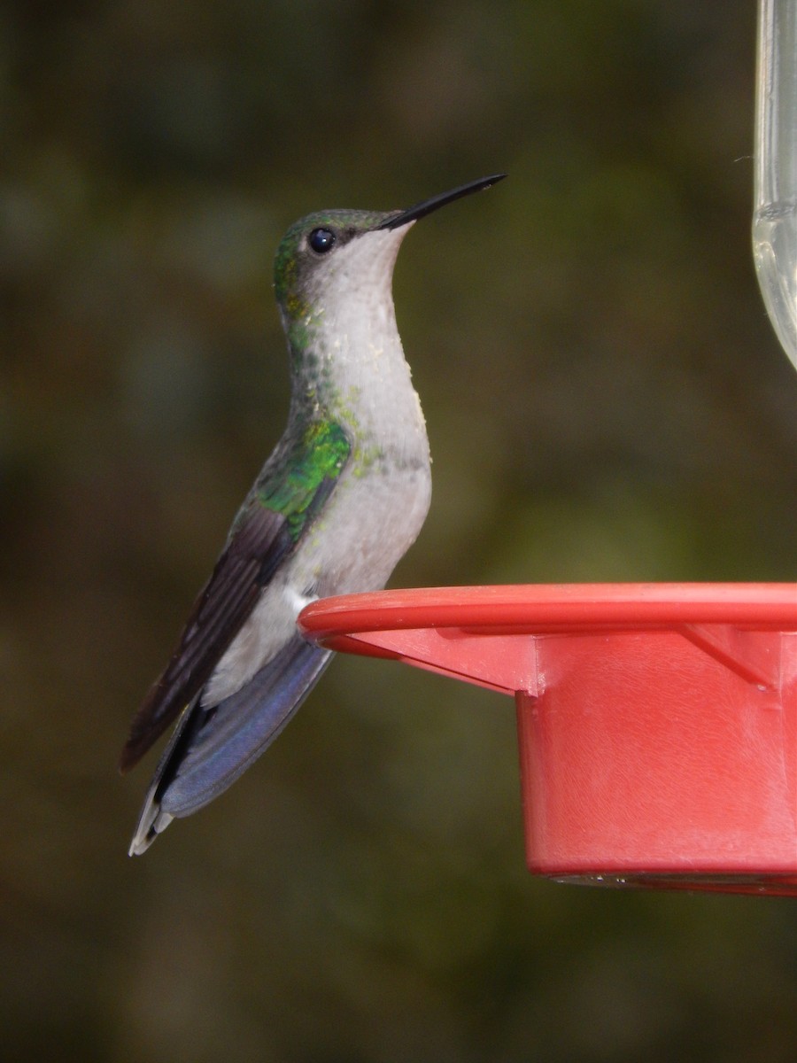 Violet-capped Woodnymph - ML594091491