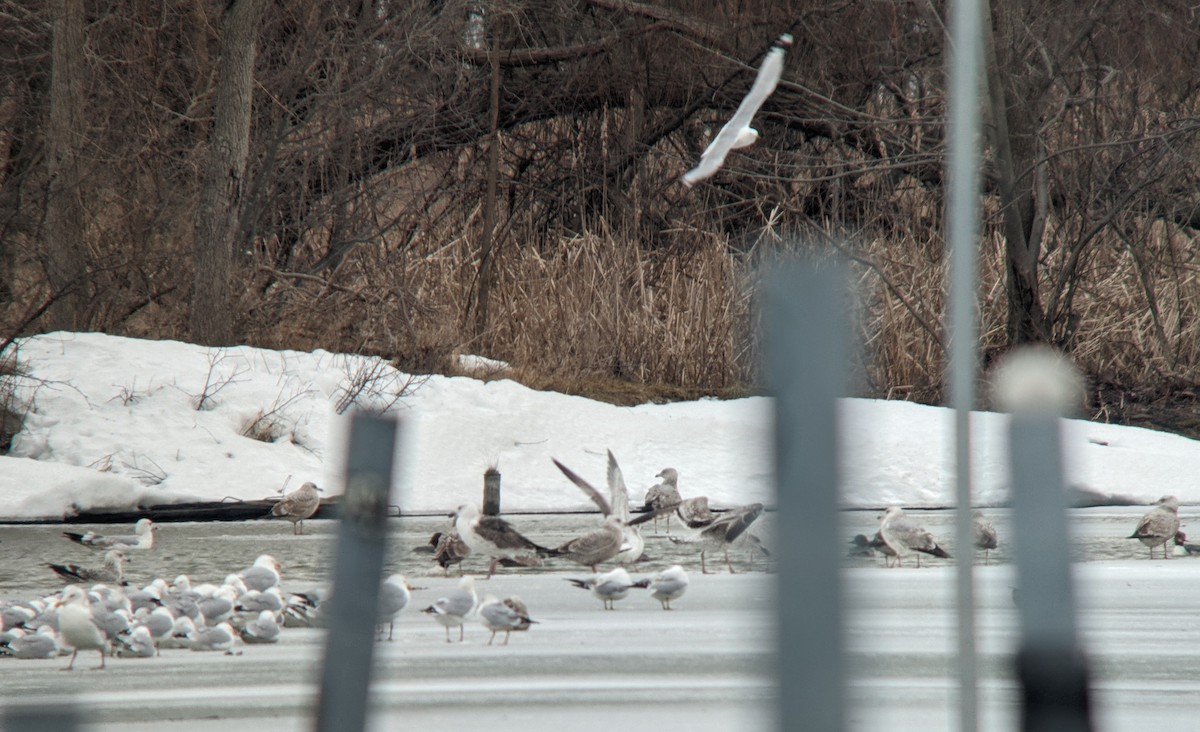 Great Black-backed Gull - ML594092221