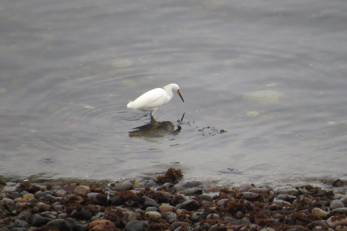 Snowy Egret - ML59409231