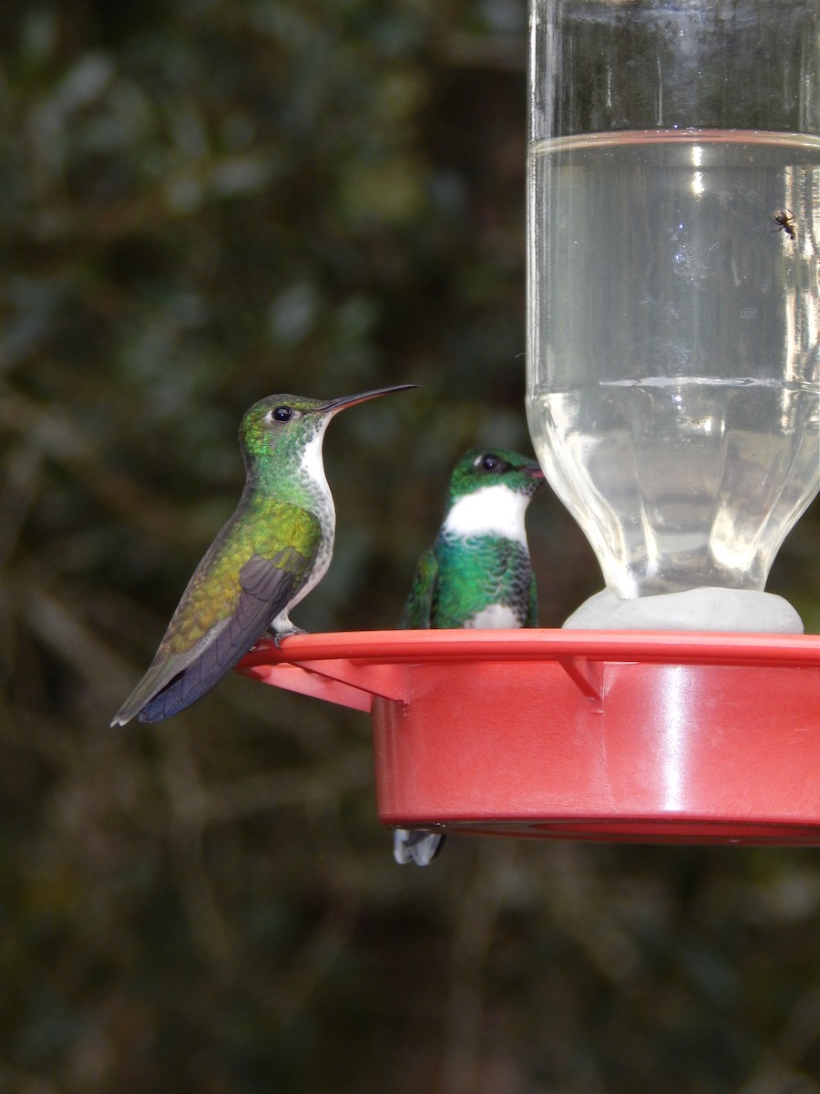 kolibřík pestrý - ML594092511