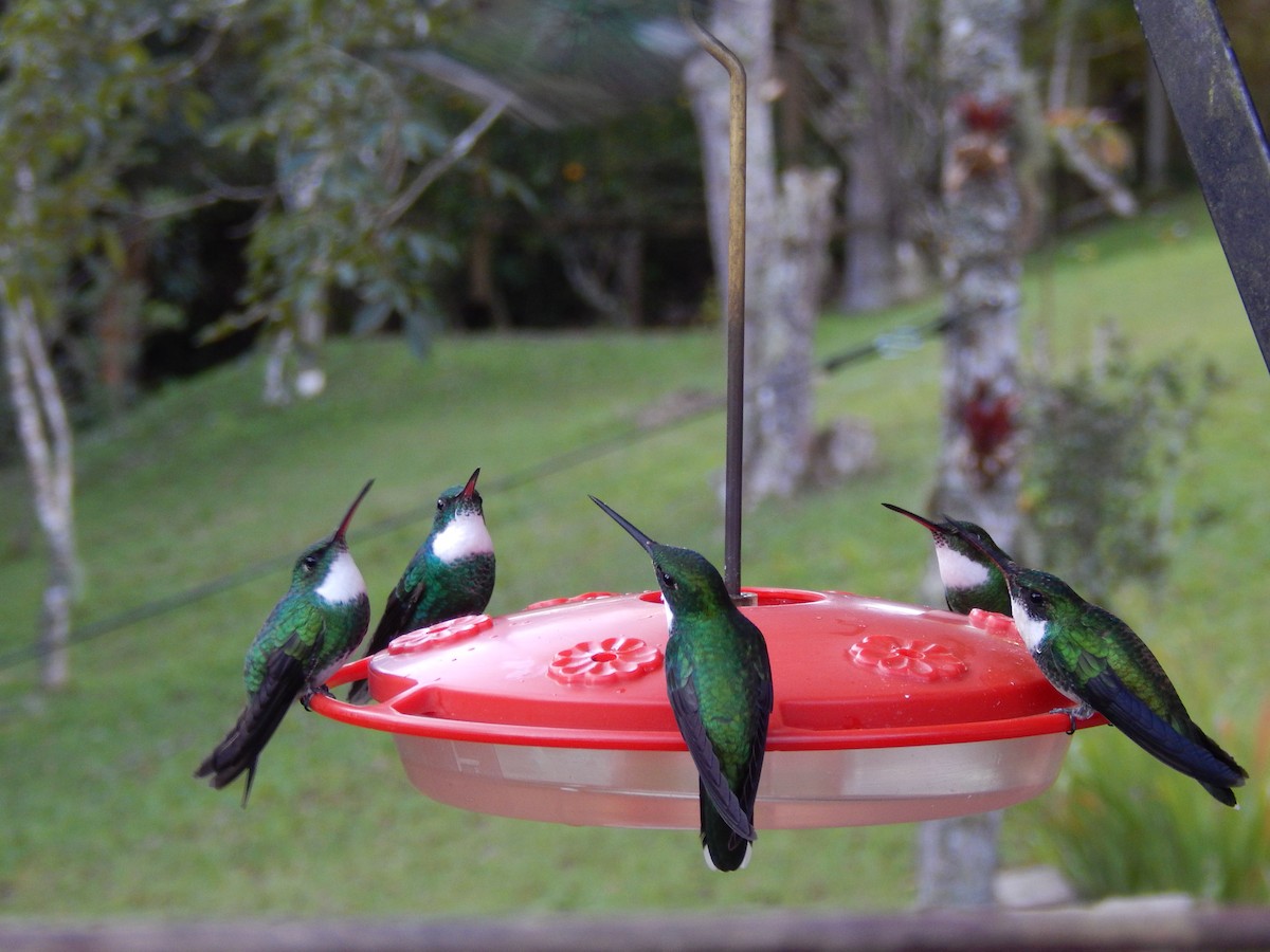 White-throated Hummingbird - ML594092681