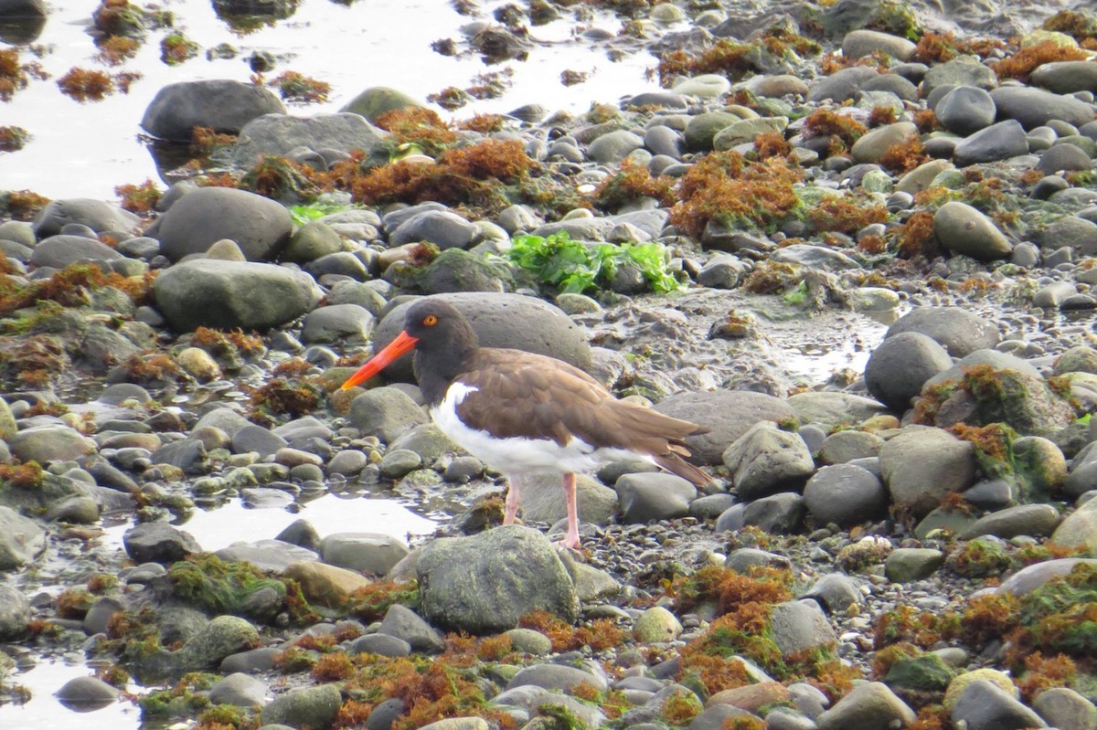 American Oystercatcher - ML59409321