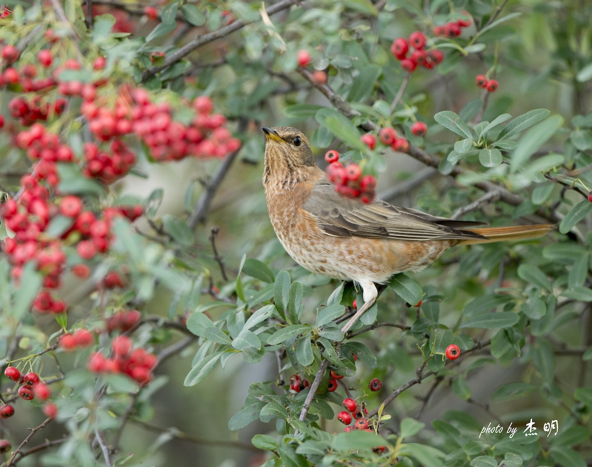 Naumann's Thrush - jimmy Yao