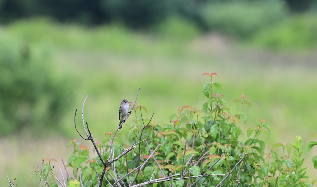 Alder Flycatcher - ML594095491