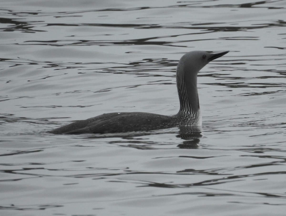 Red-throated Loon - Brent Murphy