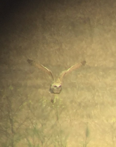 Burrowing Owl - Pete Blank