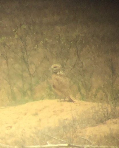 Burrowing Owl - ML59409681