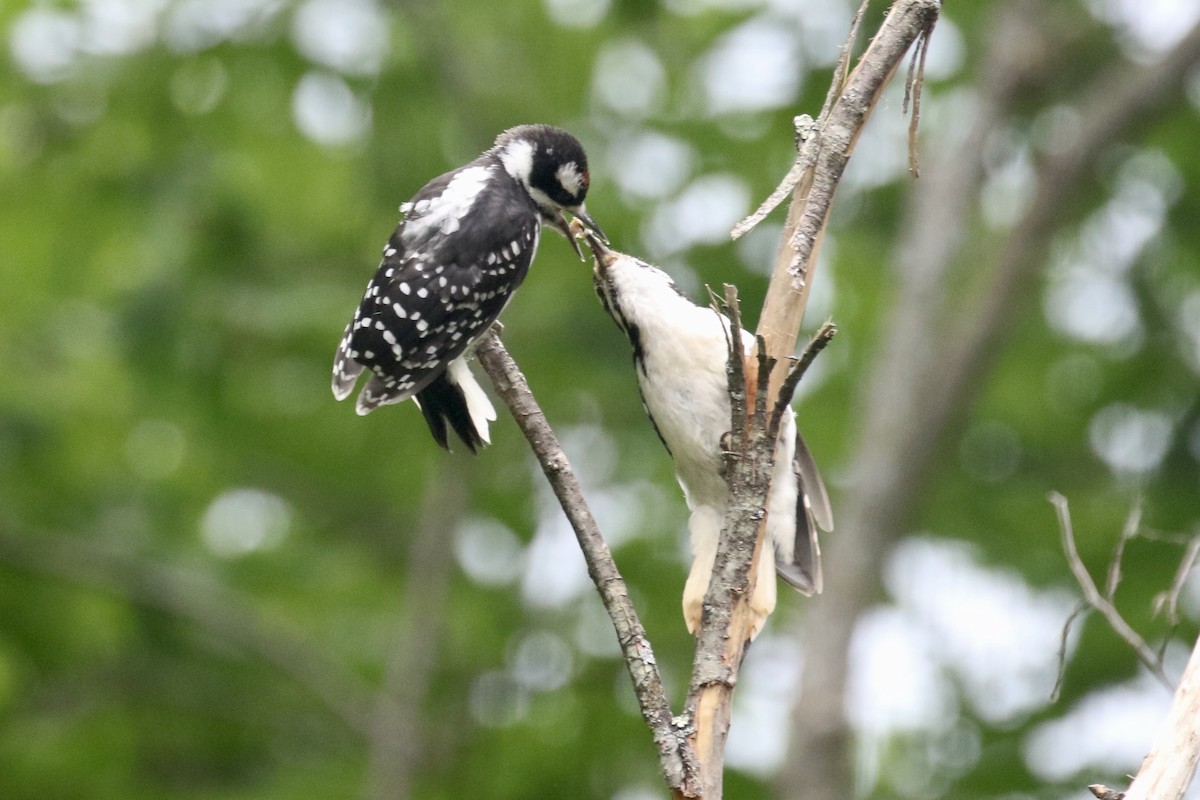 Hairy Woodpecker - Glen Chapman