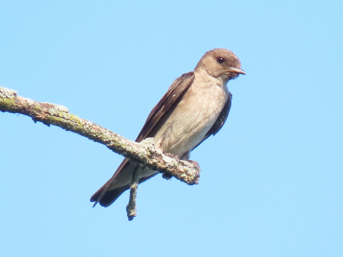 Northern Rough-winged Swallow - ML594097711