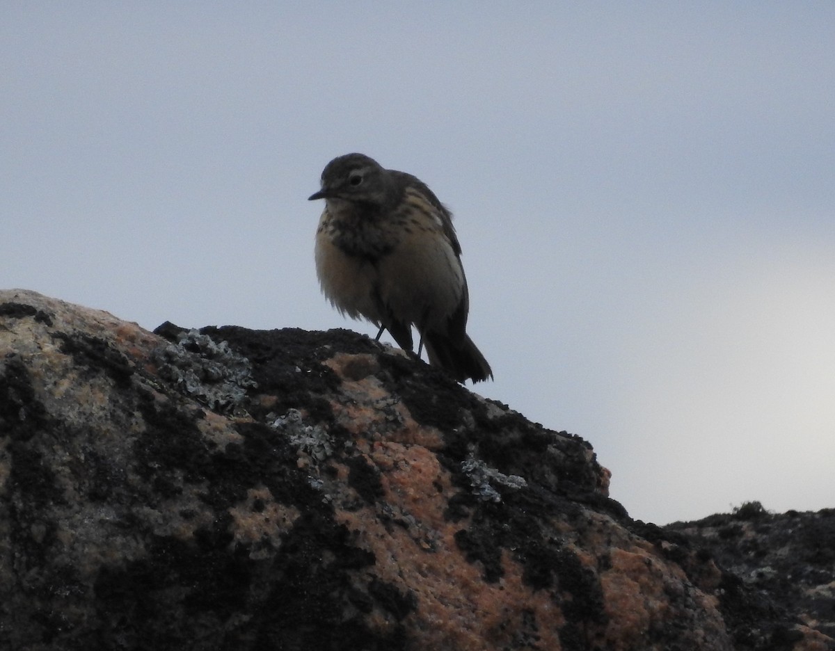 American Pipit - ML594098511