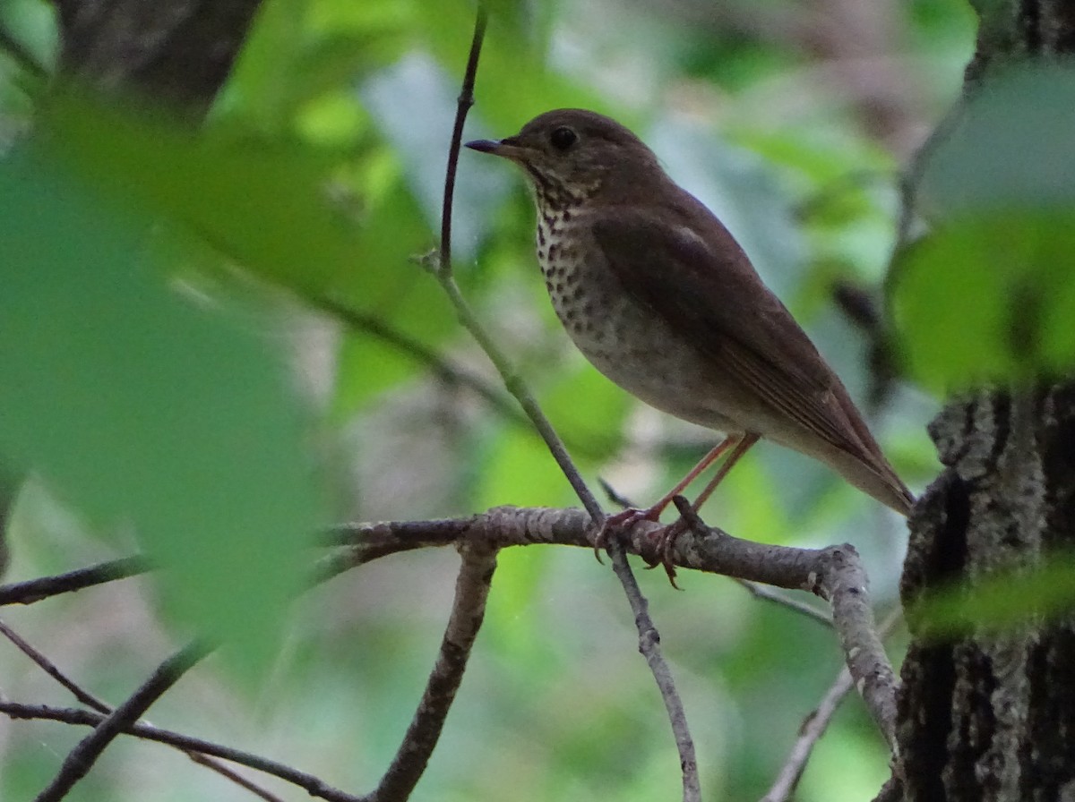 Gray-cheeked Thrush - ML59409901