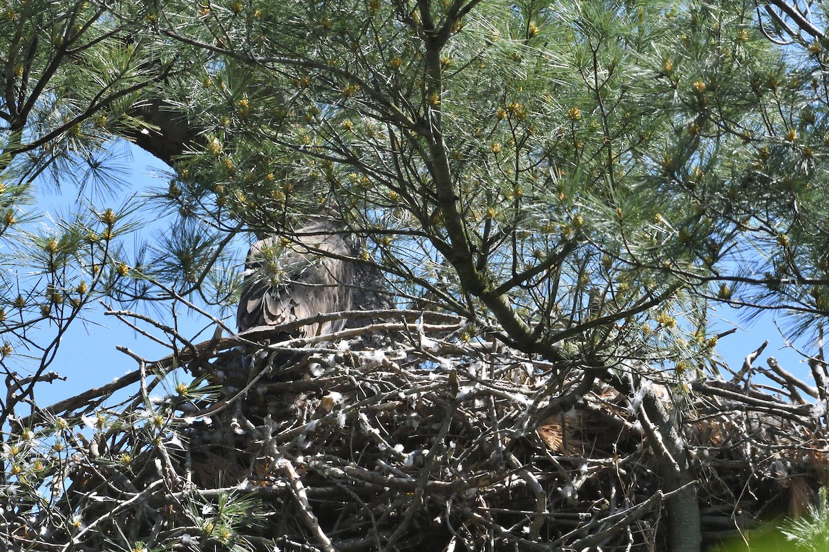 Bald Eagle - ML594099191