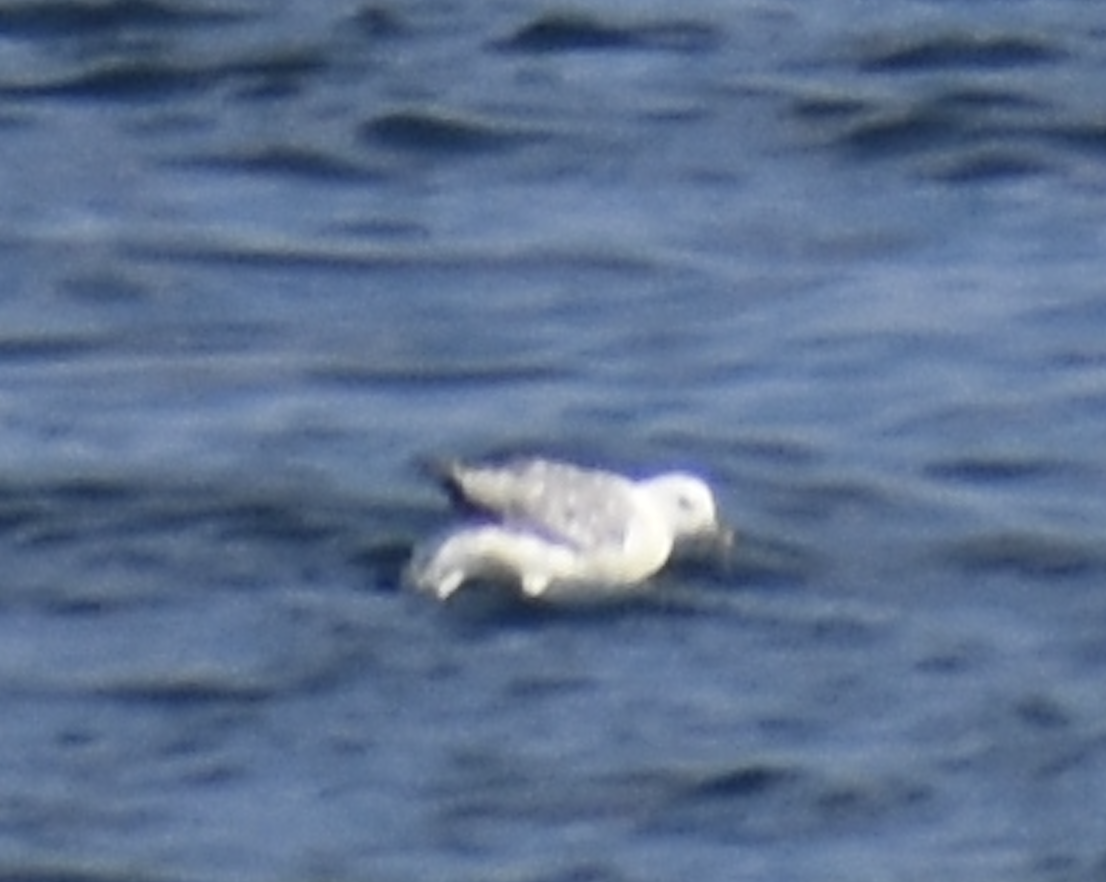 Northern Fulmar - ML594099871