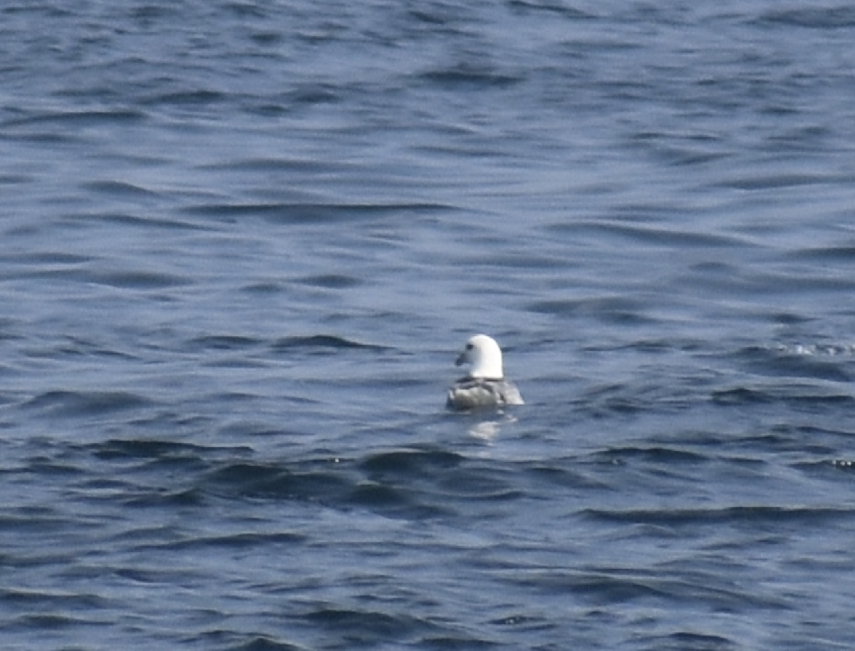 Fulmar boréal - ML594099891