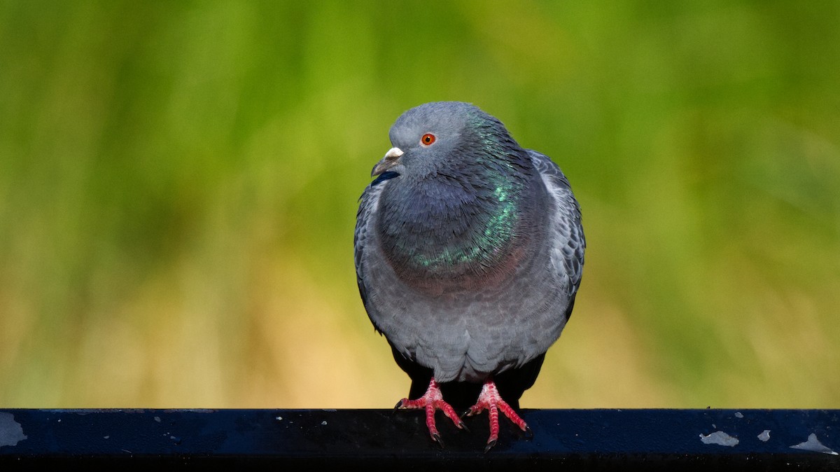 Rock Pigeon (Feral Pigeon) - ML594100931