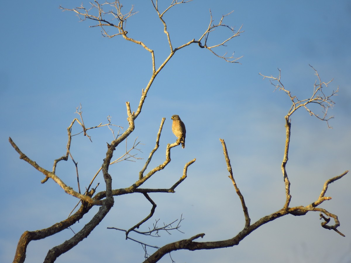 Roadside Hawk - Wanieulli Pascoal Lopes Nascimento