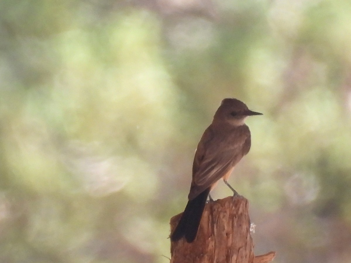 Say's Phoebe - ML594103141