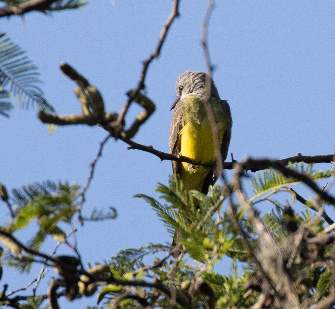 Tropical Kingbird - PATRICK BEN SOUSSAN
