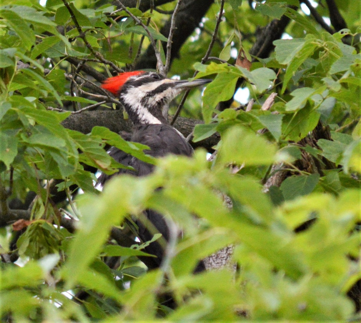 Pileated Woodpecker - ML594104931