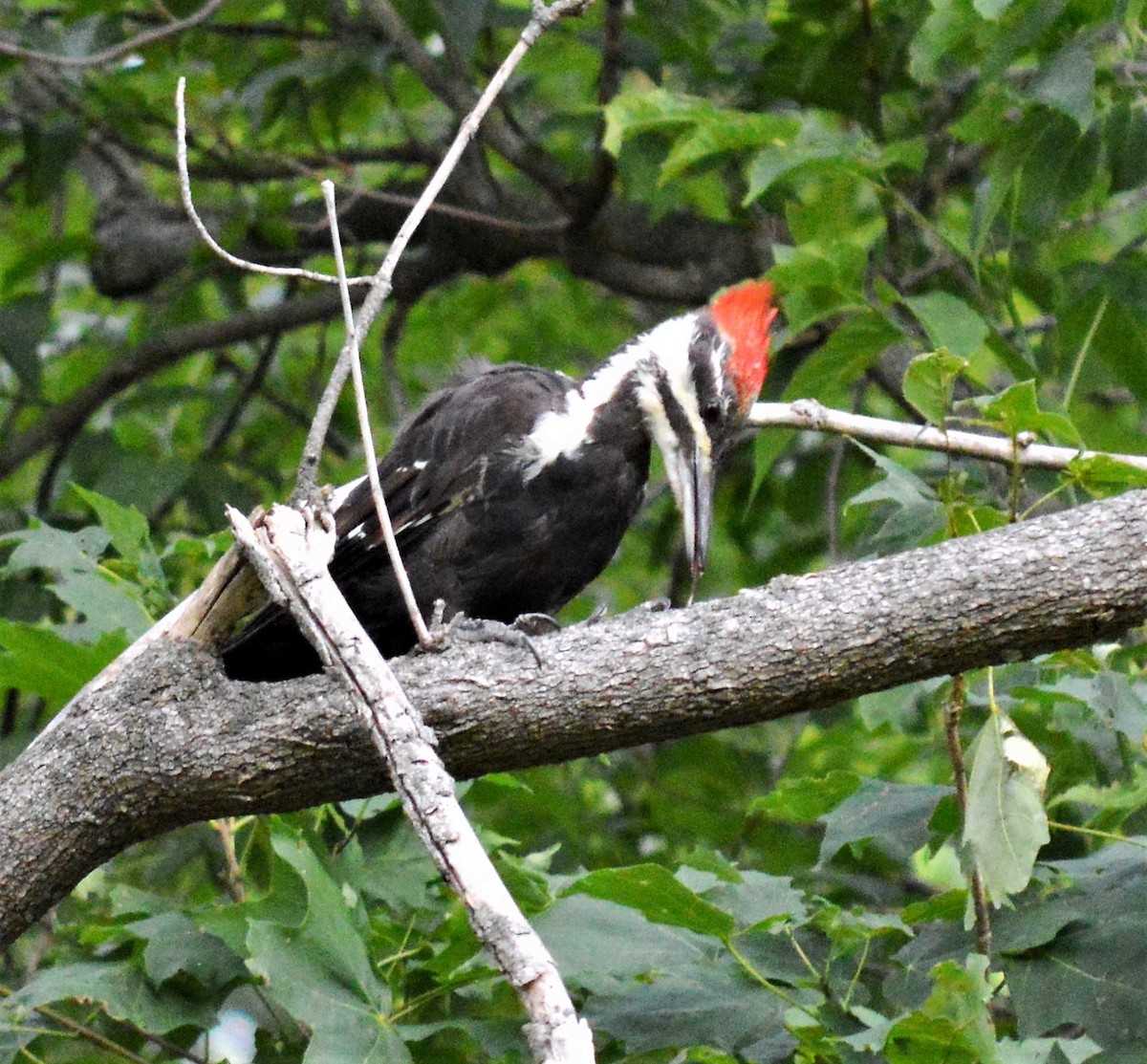 Pileated Woodpecker - ML594104961