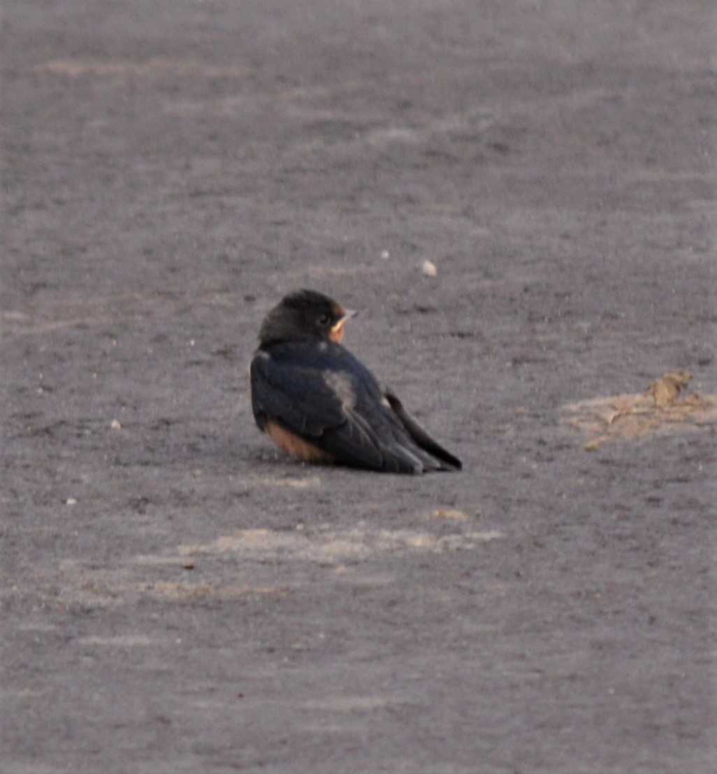 Barn Swallow - ML594105091