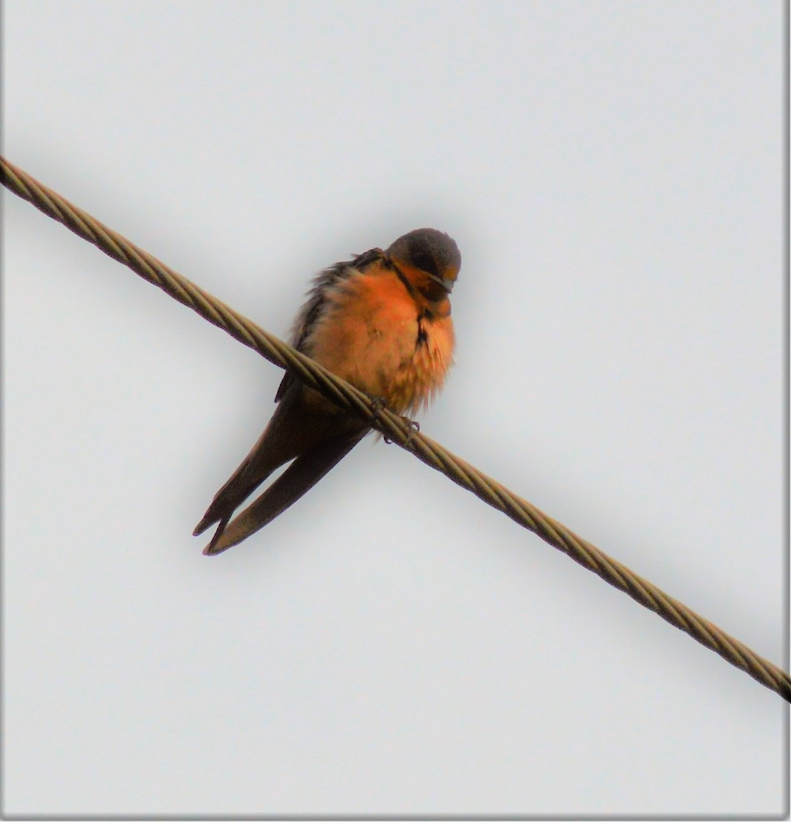 Barn Swallow - ML594105101