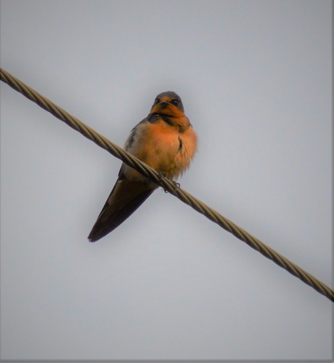 Barn Swallow - ML594105111