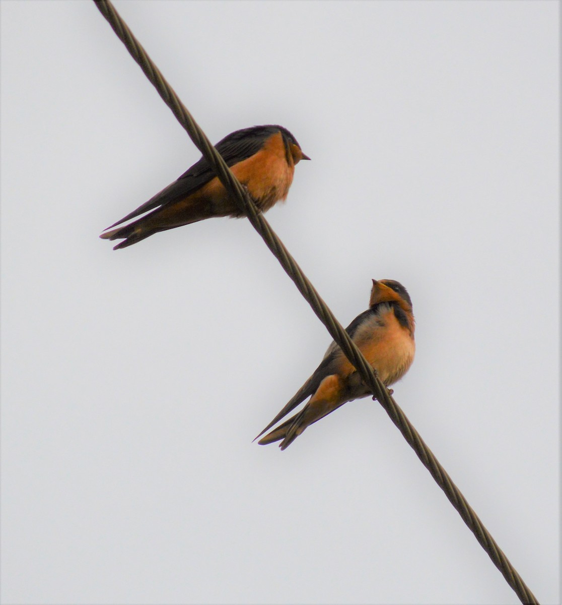 Barn Swallow - ML594105121