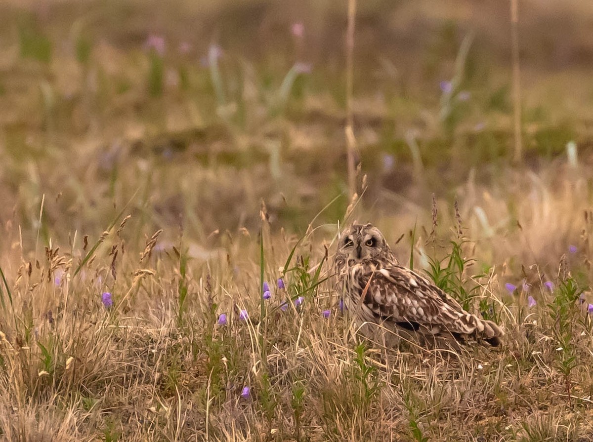 Short-eared Owl - ML594106591