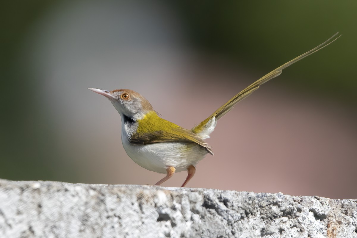 Common Tailorbird - ML594107381